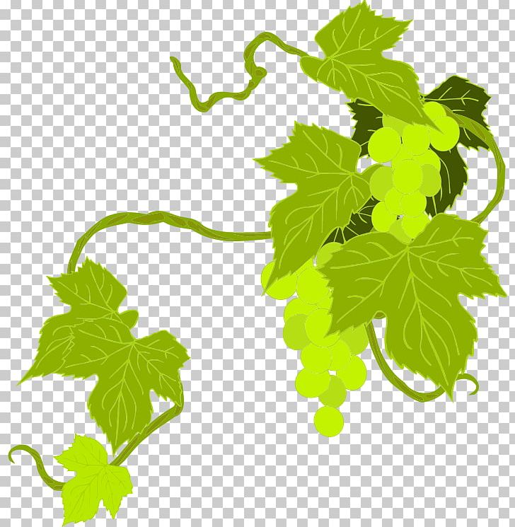 Common Grape Vine Wine Grape Leaves PNG, Clipart, Branch, Common Grape Vine, Flowering Plant, Food, Fruit Free PNG Download