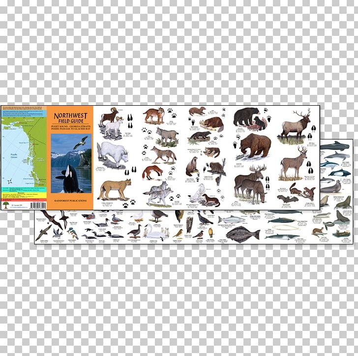 Field Guide Wildlife Animal Temperate Rainforest Oregon PNG, Clipart, Animal, Com, Field Guide, Habitat, Information Free PNG Download