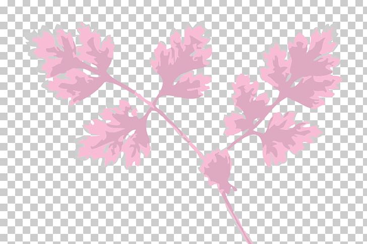 Herb Chervil Leaf Plant PNG, Clipart, Anthriscus, Blossom, Branch, Cherry Blossom, Chervil Free PNG Download