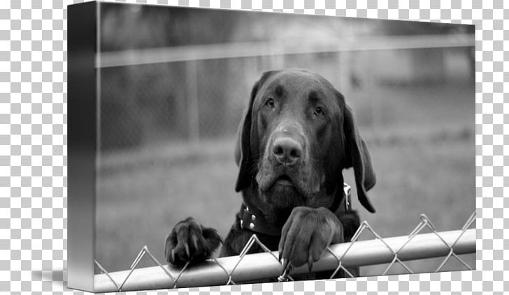 Labrador Retriever Puppy Dog Breed Snout PNG, Clipart, Black And White, Breed, Chocolate Labrador, Crossbreed, Dog Free PNG Download