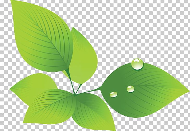 Leaf Chino 防風通聖散 Photography Nishinomiya PNG, Clipart, Chino, Grass, Green, Leaf, Leaf Flower Free PNG Download