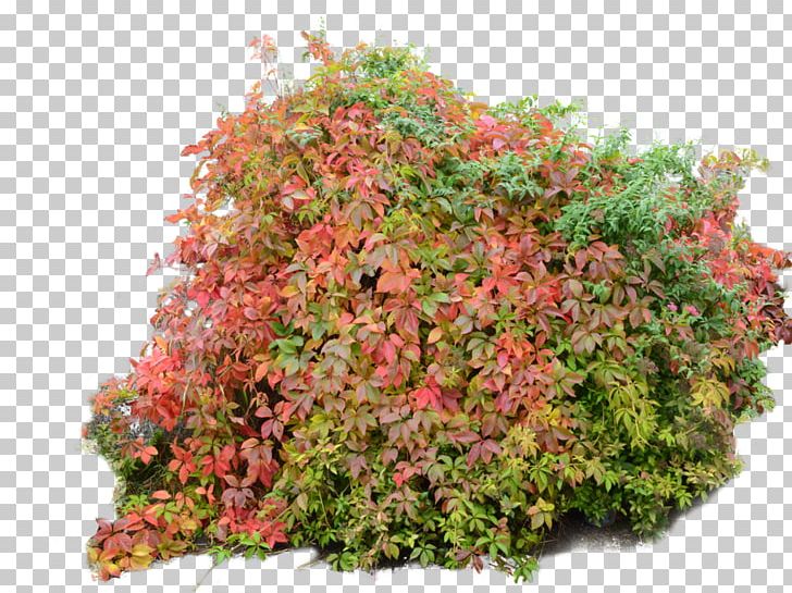Shrub Plant Tree PNG, Clipart, Autumn, Bush, Clip Art, Cloud, Flower Free PNG Download
