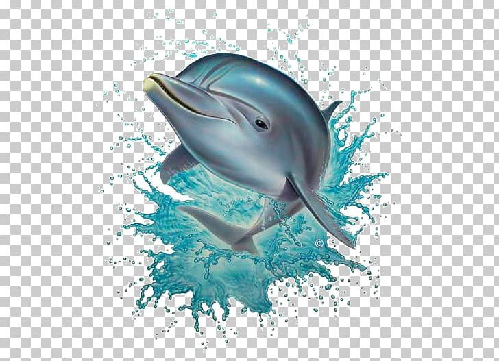 Common Bottlenose Dolphin PNG, Clipart, Animal, Animals, Automotive Design, Computer Wallpaper, Cute Dolphin Free PNG Download