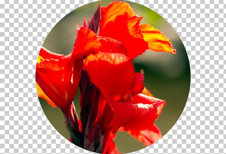 Guatemala Knowledge Local Community Education PNG, Clipart, Architectural Engineering, Canna Family, Canna Lily, Closeup, Community Free PNG Download