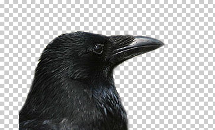 American Crow Rook Carrion Crow Common Raven PNG, Clipart, American Crow, Beak, Bird, Carrion Crow, Common Raven Free PNG Download