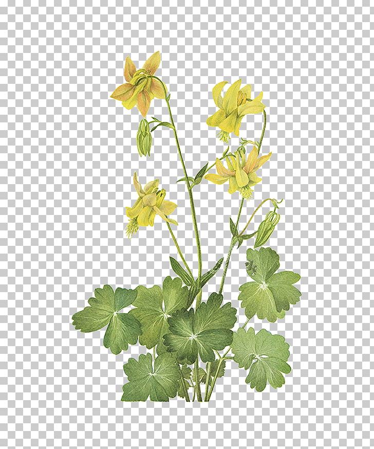 China Wild Flowers Of America Yellow Wildflowers Of The Pacific Northwest PNG, Clipart, Art, Branch, China, Chinese Style, Flower Free PNG Download