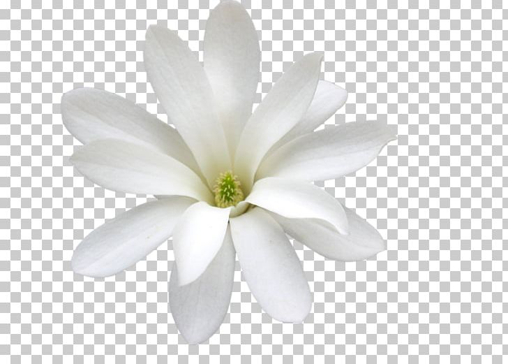 Magnolia White Petal Arabian Jasmine Orchids PNG, Clipart, Arabian Jasmine, Cape Jasmine, Cut Flowers, Flower, Flowering Plant Free PNG Download