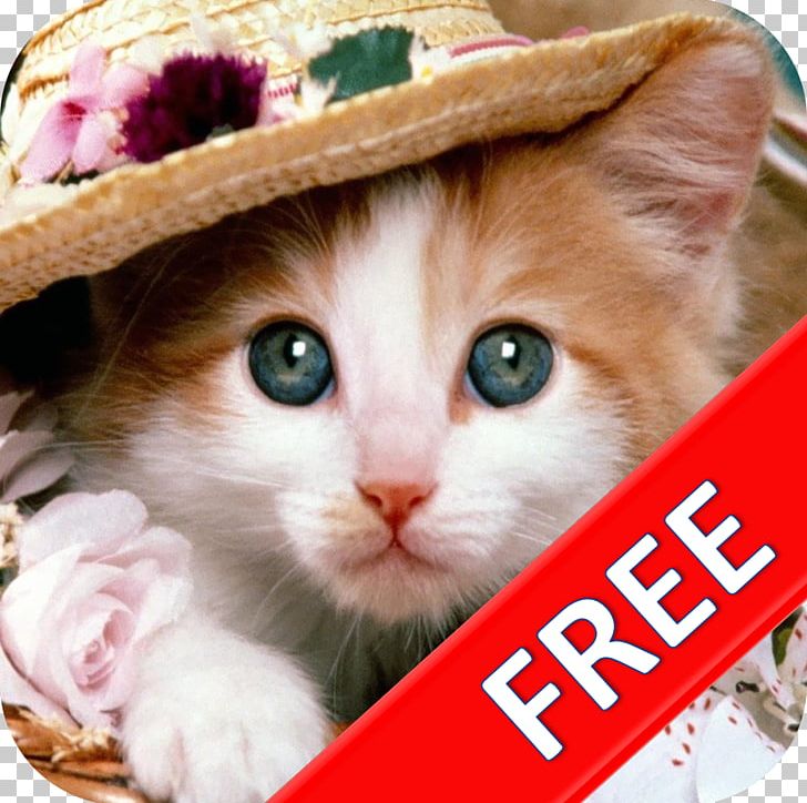 Persian Cat Kitten Siberian Cat Turkish Angora Mouse PNG, Clipart, Angela, Animal, Animals, Camera, Cat Free PNG Download