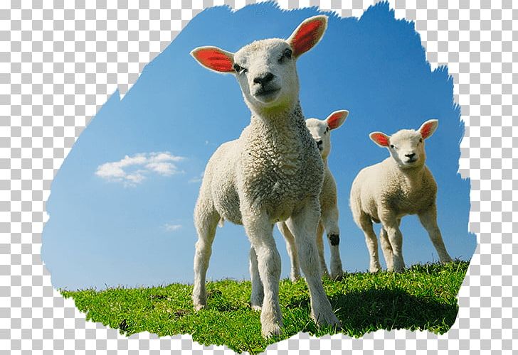 Sheep Lamb And Mutton Roast Lamb With Laver Sauce Sunday Roast Food PNG, Clipart, Animals, Beef, Cattle, Chef, Cow Goat Family Free PNG Download