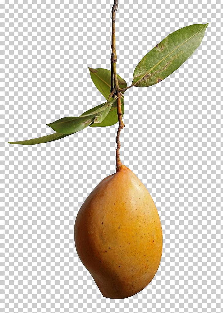 Stock Photography Mango PNG, Clipart, Alamy, Auglis, Citrus, Cut Mango, Download Free PNG Download