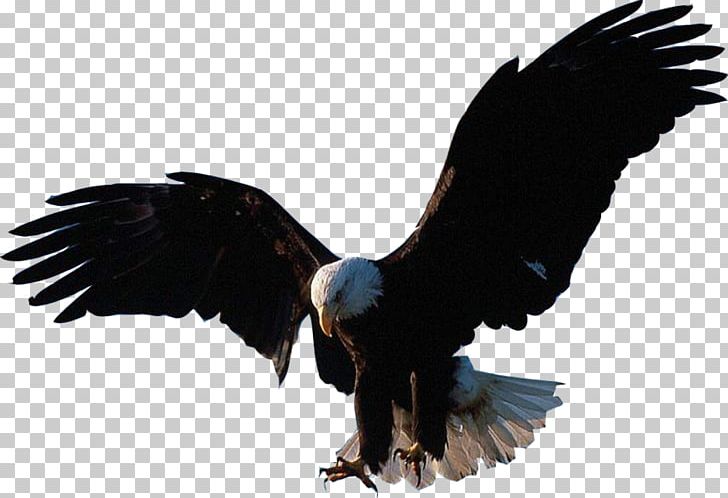 Bald Eagle Eagle Flight PNG, Clipart, Accipitridae, Accipitriformes, Bald Eagle, Beak, Bird Free PNG Download