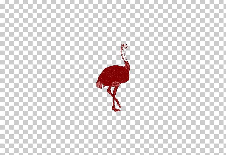 Flightless Bird Red Beak Pattern PNG, Clipart, Animal, Animals, Beak, Bird, Cartoon Free PNG Download