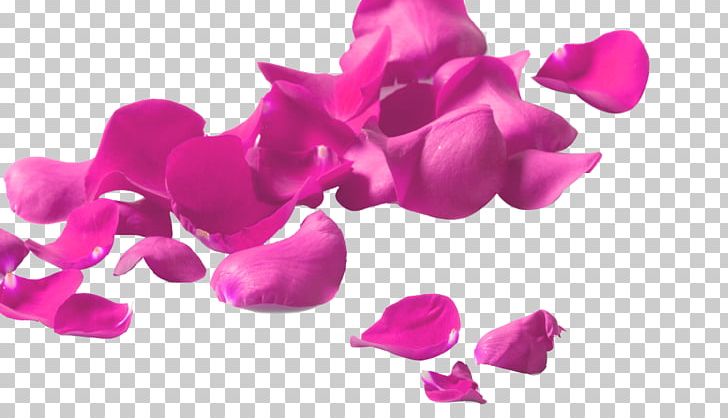 Garden Roses Petal Glass Flower PNG, Clipart, Blossom, Cut Flowers, Digital Image, Display Resolution, Flowers Free PNG Download