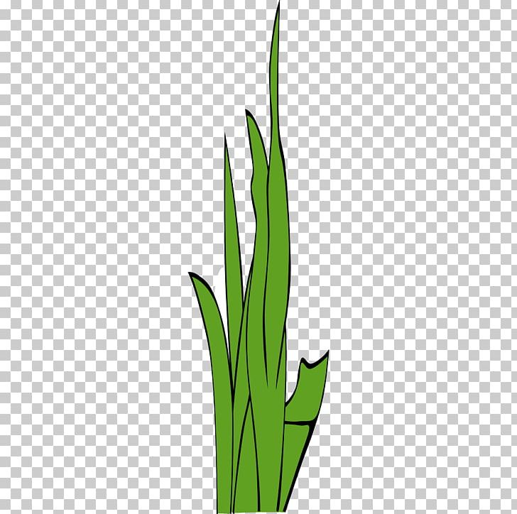 Grasses PNG, Clipart, Clump Cliparts, Commodity, Download, Family, Flora Free PNG Download