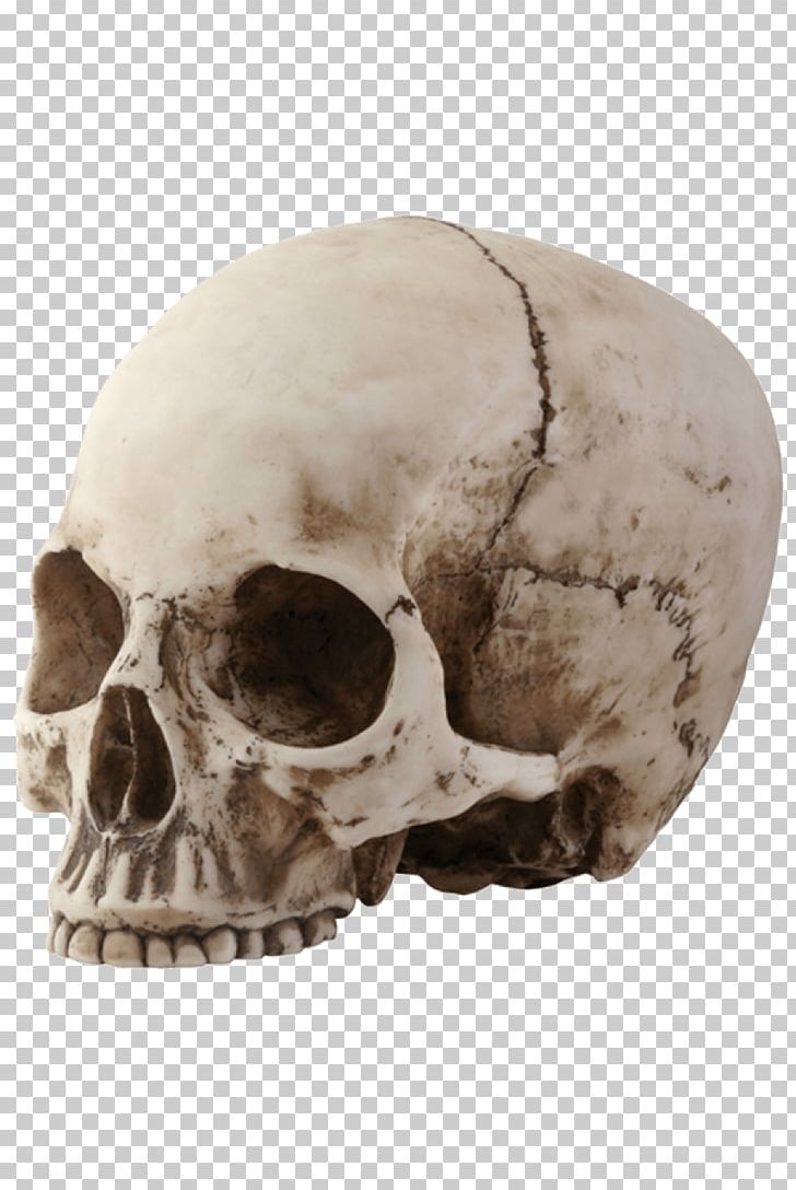 Skull Skeleton Bone PNG, Clipart, Bone, Desktop Wallpaper, Download, Drawing, Fantasy Free PNG Download