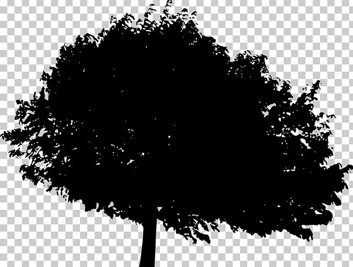 Tree Silhouette Desktop Woody Plant PNG, Clipart, Black, Black And White, Branch, Computer, Computer Wallpaper Free PNG Download