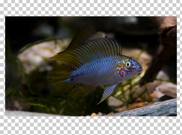 Yellow Dwarf Cichlid Agassiz's Dwarf Cichlid Cockatoo Dwarf Cichlid Nannacara PNG, Clipart,  Free PNG Download