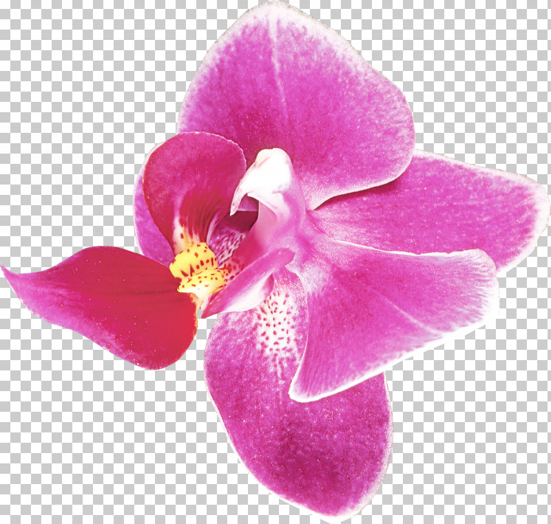 Petal Pink Flower Violet Plant PNG, Clipart, Flower, Magenta, Moth Orchid, Orchid, Petal Free PNG Download