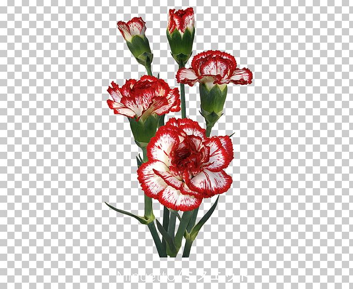 Carnation Cut Flowers Plant Stem Minuet Château PNG, Clipart, Burgundy, Carnation, Chateau, Cream, Cut Flowers Free PNG Download