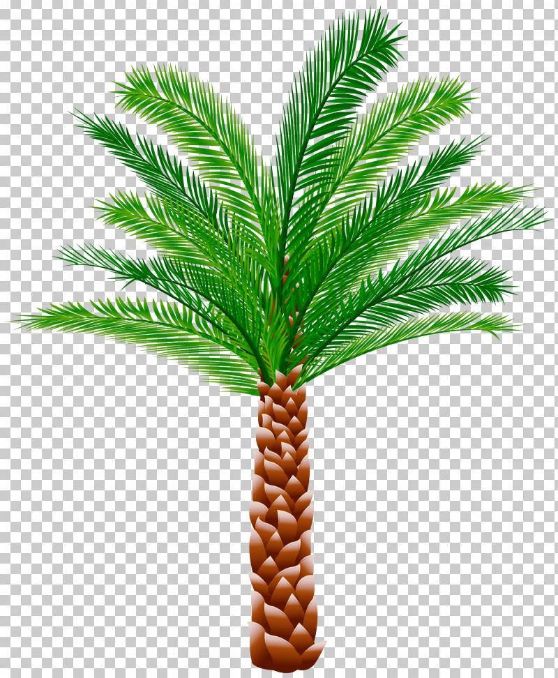 Palm Tree PNG, Clipart, American Larch, American Pitch Pine, Arecales, Attalea Speciosa, Conifer Free PNG Download