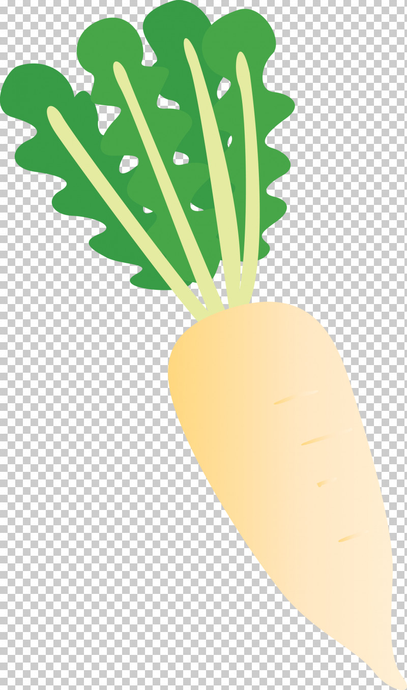 Radish PNG, Clipart, Fruit, Hm, Leaf, Line, Meter Free PNG Download