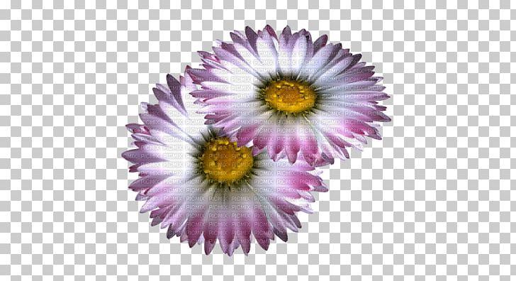 Chrysanthemum Purple Lossless Compression PNG, Clipart, Annual Plant, Aster, Chrysanthemum, Chrysanths, Computer Icons Free PNG Download