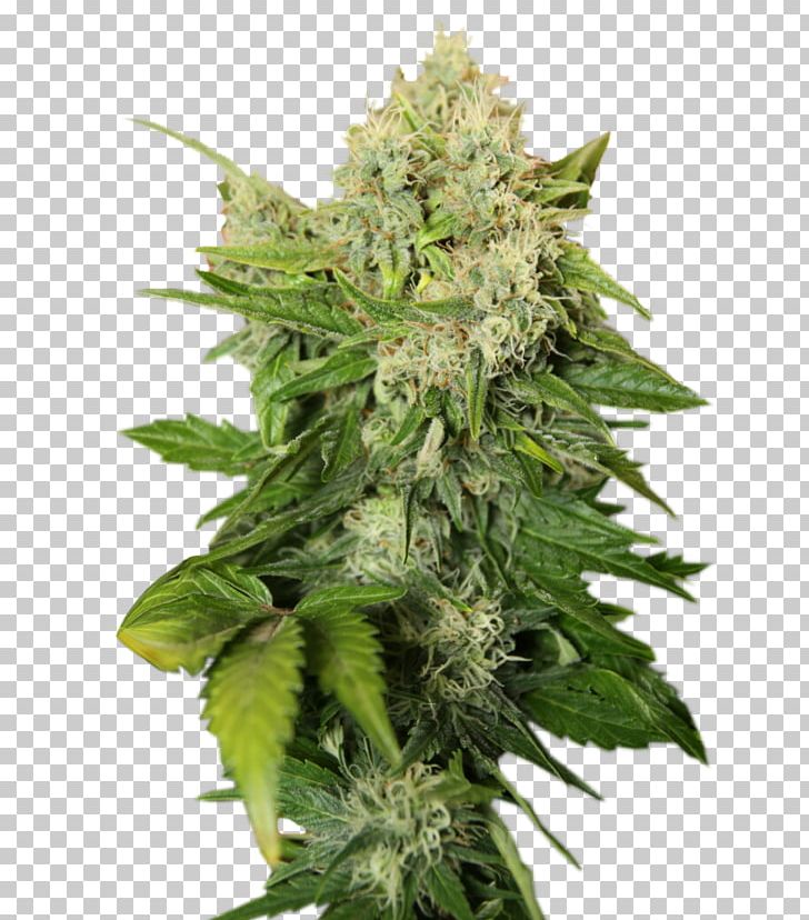 Cannabis Cup Cannabis Sativa Skunk Cannabis Tea Cannabis Ruderalis PNG, Clipart, Autoflowering Cannabis, Cannabis, Cannabis Cultivation, Cannabis Cup, Cannabis Ruderalis Free PNG Download
