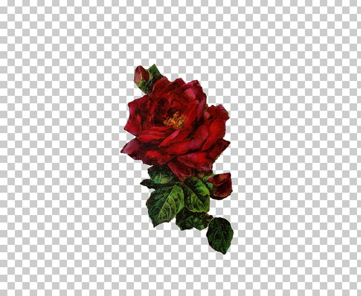Garden Roses Our Lady Of Guadalupe Centifolia Roses Rosa Chinensis Beach Rose PNG, Clipart, Artificial Flower, Centifolia Roses, Cut Flowers, Floribunda, Flower Free PNG Download