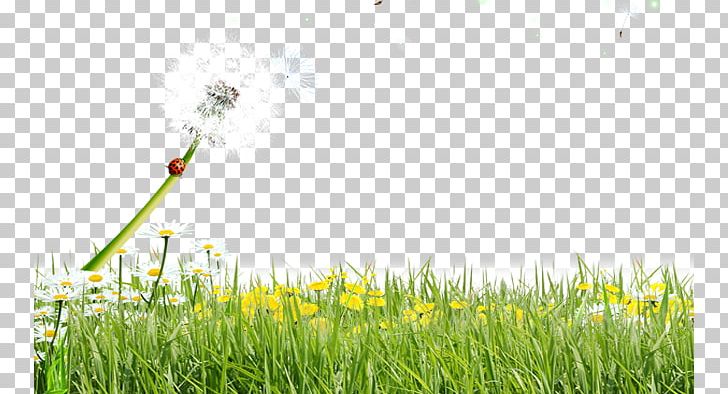Lawn Common Dandelion Meadow PNG, Clipart, Adobe Illustrator, Black Dandelion, Christmas, Christmas Tree, Computer Free PNG Download