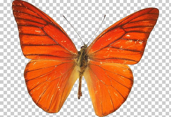 Monarch Butterfly Pieridae Gossamer-winged Butterflies Moth PNG, Clipart, Arthropod, Brush Footed Butterfly, Butterfly, Insect, Insects Free PNG Download