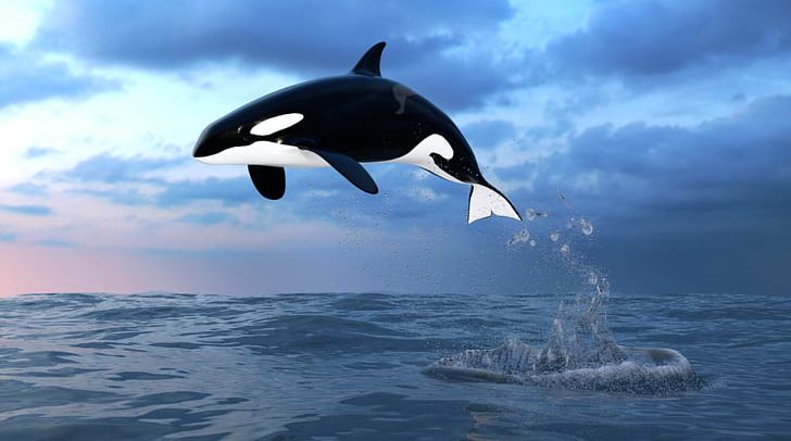 Toothed Whale Short-beaked Common Dolphin Killer Whale Common Bottlenose Dolphin Baby Orca PNG, Clipart, Animals, Baby Orca, Cetacea, Dolphin, Humpback Whale Free PNG Download