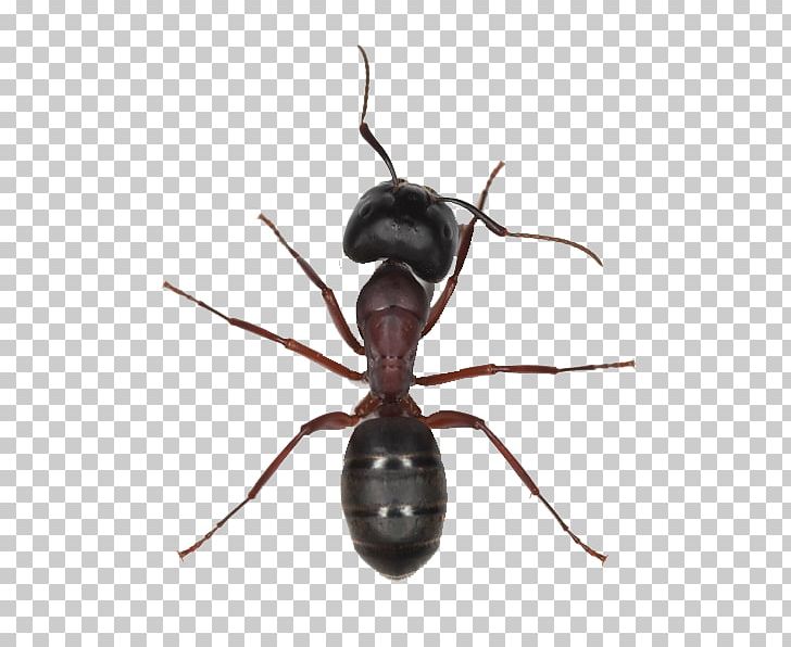 Black Garden Ant Insect Tapinoma Sessile Pharaoh Ant PNG, Clipart, Ant, Ant Colony, Ant Png, Ants, Arthropod Free PNG Download
