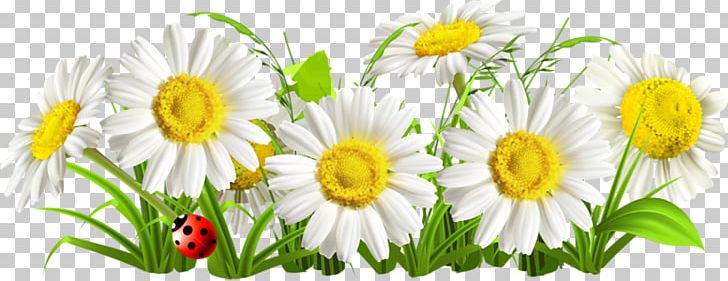 Chamomile Flower Common Daisy PNG, Clipart, Annual Plant, Chamaemelum Nobile, Chamomile, Chrysanths, Common Daisy Free PNG Download
