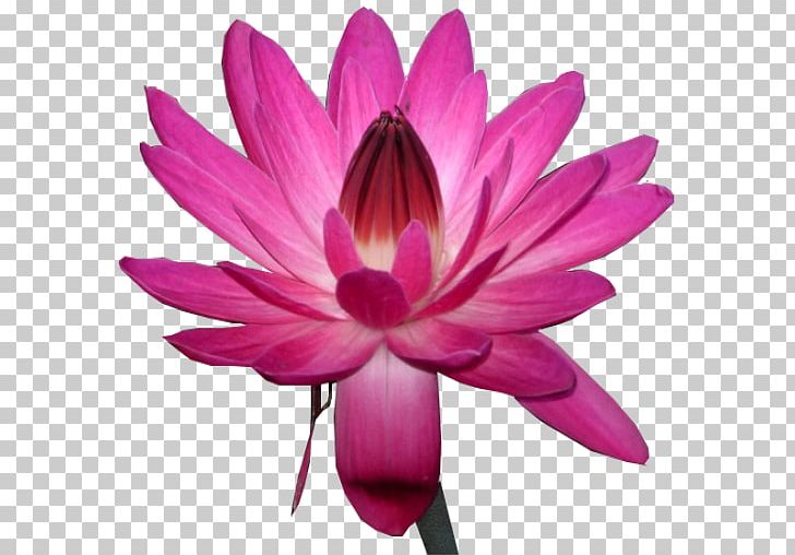 Water Lily Nelumbo Nucifera Pink PNG, Clipart, Aquatic Plant, Aquatic Plants, Closeup, Dahlia, Daisy Family Free PNG Download