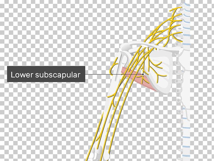 Thoracodorsal Nerve Lower Subscapular Nerve Upper Subscapular Nerve Thoracodorsal Artery PNG, Clipart, Anatomy, Angle, Brachial Plexus, Cervical Spinal Nerve 6, Human Body Free PNG Download