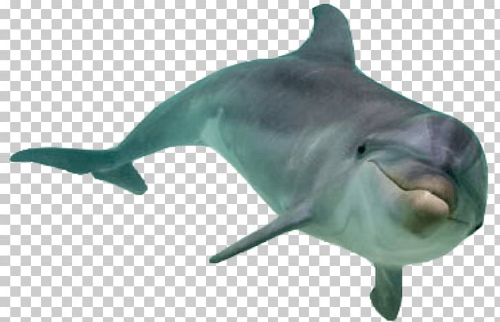 Portable Network Graphics Transparency Common Bottlenose Dolphin Tucuxi PNG, Clipart, Animals, Bottlenose Dolphin, Cetacea, Comm, Desktop Wallpaper Free PNG Download