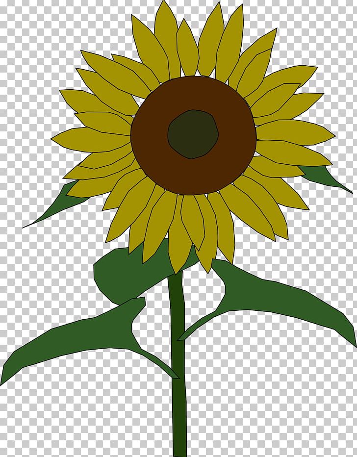 Common Sunflower Sunflower Seed Drawing PNG, Clipart, Color, Common Sunflower, Computer Icons, Daisy Family, Download Free PNG Download