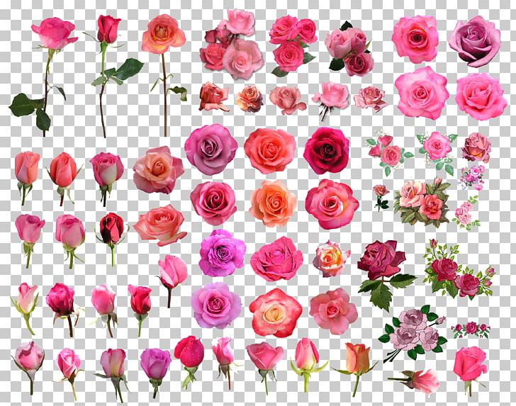 Garden Roses Flower Pink PNG, Clipart, Annual Plant, Chrysanths, Clip Art, Cut Flowers, Flora Free PNG Download