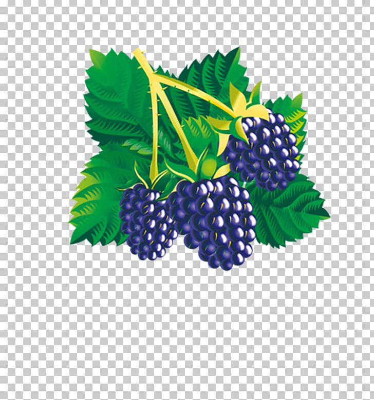 Mulberry Euclidean PNG, Clipart, Bilberry, Blackberry, Blue, Boysenberry, Encapsulated Postscript Free PNG Download