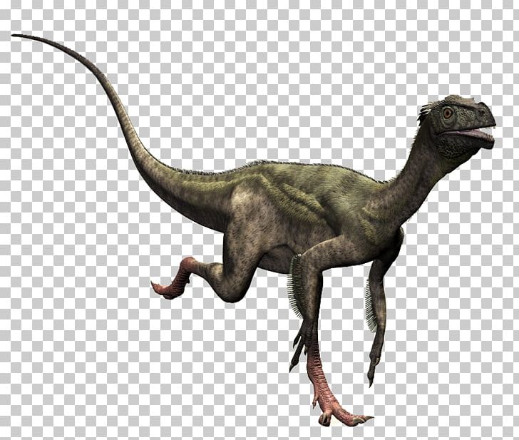 Ornitholestes Compsognathus Dilophosaurus Theropods Dinosaur PNG, Clipart, Carcharodontosauridae, Carnivore, Compsognathus, Dilophosaurus, Dinosaur Free PNG Download