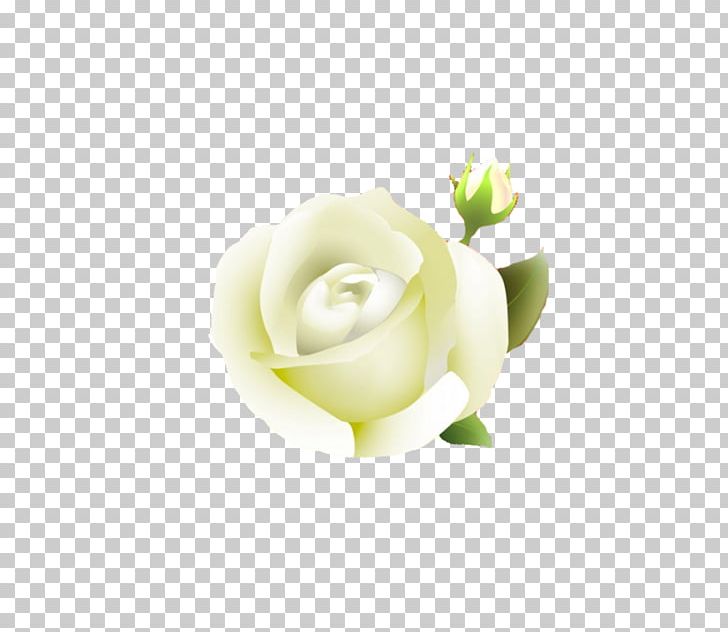 Rose PNG, Clipart, Computer Wallpaper, Floral Design, Floristry, Flower, Flowering Plant Free PNG Download