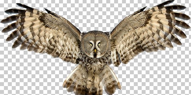 Snowy Owl Great Horned Owl PNG, Clipart, Alpha Compositing, Animals, Barred Owl, Beak, Bird Free PNG Download