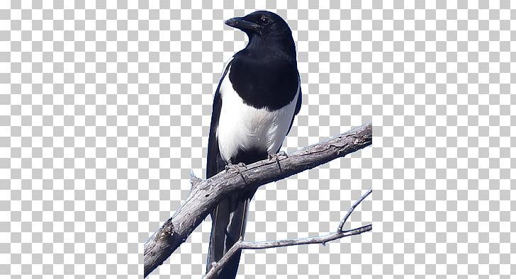 Eurasian Magpie Crows Bird Black-billed Magpie PNG, Clipart, American Sparrows, Animals, Australian Magpie, Beak, Bird Control Free PNG Download