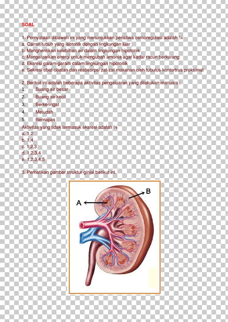 Muscle Adrenal Gland Hormone Font PNG, Clipart, Adrenal Gland, Art, Ear, Gland, Hormone Free PNG Download