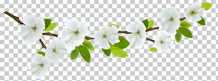 Spring Framework Computer File PNG, Clipart, Blossom, Branch, Cat, Clouds, Color Free PNG Download