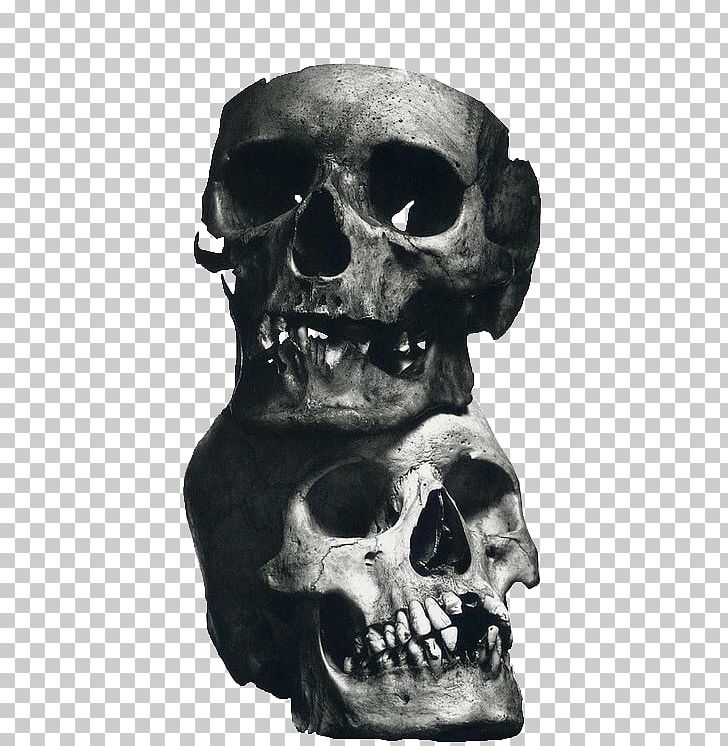 Still Life Photography Skull Photographer Art PNG, Clipart, Art, Bone, Cecil Beaton, Fantasy, Fineart Photography Free PNG Download