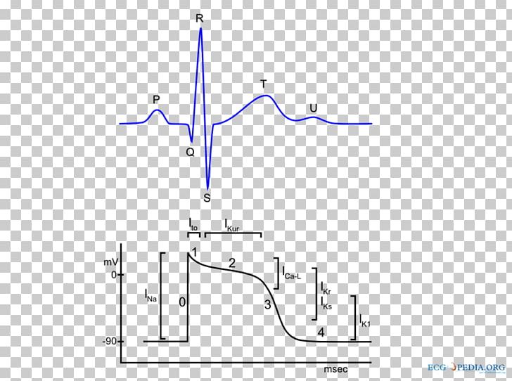 Cardiac Action Potential Electrocardiography Heart Cardiac Muscle PNG, Clipart, Action Potential, Angle, Area, Bioelectromagnetics, Cardiac Action Potential Free PNG Download