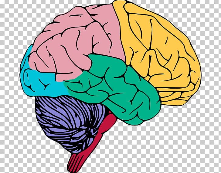 Human Brain PNG, Clipart, Area, Brain, Brainstem, Clip Art, Color Free PNG Download