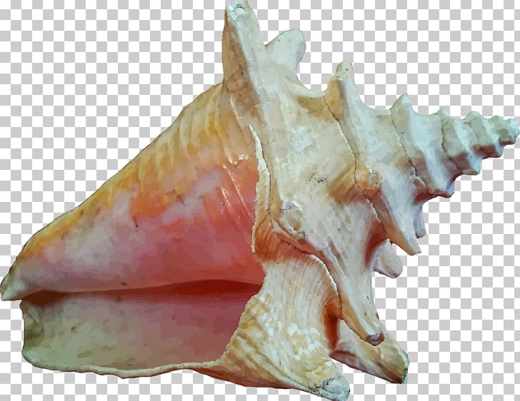 Seashell Invertebrate Ocean PNG, Clipart, Animals, Clip Art, Conch, Conchology, Deep Sea Free PNG Download