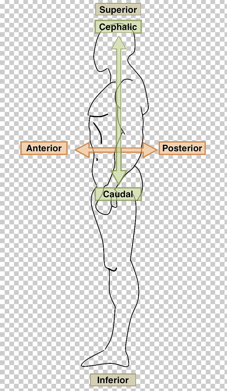 Human Body Anatomy Ventraal Anatomical Terms Of Location Coronal Plane PNG, Clipart, Anatomical Plane, Anatomy, Angle, Area, Arm Free PNG Download